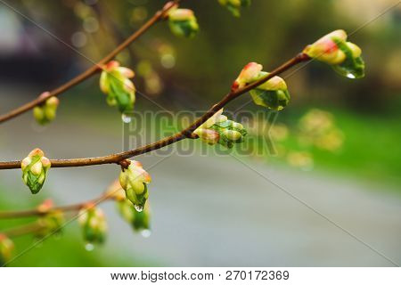 Beautiful Linden Branches With Flowering Buds Close-up In Rain Spring Time. Picturesque Branches Of 