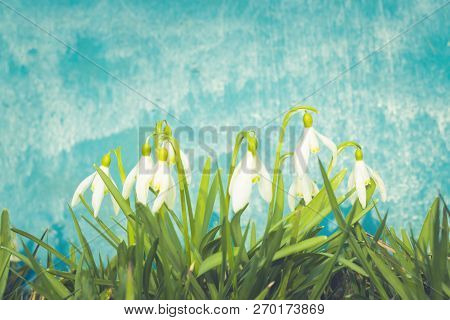Nowdrop Spring Flowers. Delicate Snowdrop Flower Is One Of The Spring Symbols Telling Us Winter Is L