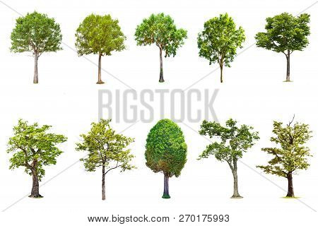 Isolated Big Tree On White Background ,the Collection Of Trees.large Trees Database Botanical Garden
