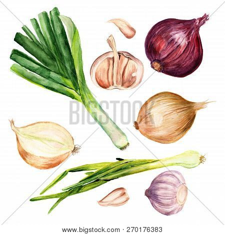 Set Of Watercolor Images Of Onions, Leek And Garlic On White Background. Edible Plants Of The Genus 