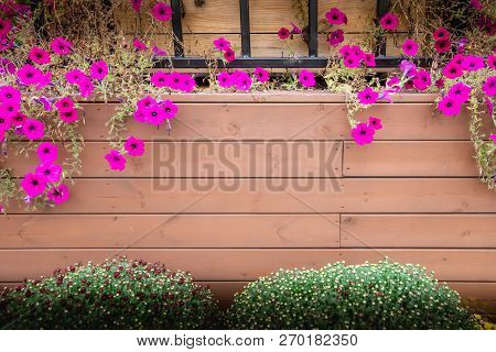 Fresh Blooming Pink Flower Hang On The Wooden Stripe Background