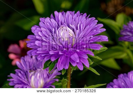 Purple Aster In The Garden. . Purple Aster Flower Rejoices In Summer.