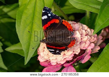 Admiral Butterfly On A Flower. Beautiful Butterfly Eating Nectar.