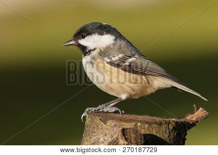 Little Coal Tit Wildbird Perched On A Wooden Stump. Beautifully Detailed Close Up Against A Green Ba