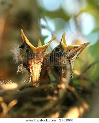 Baby Vögel