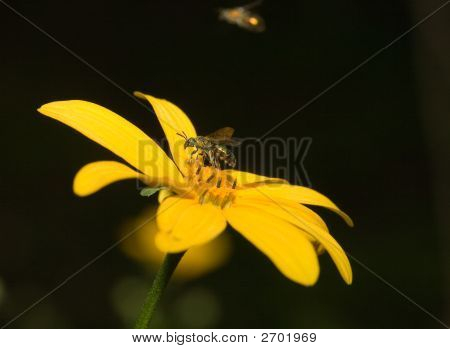 Biene auf gelbe Blume