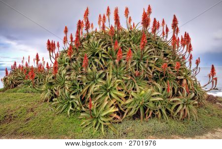 Bush mit roten Blüten