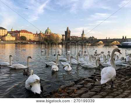 Swans On The River In Prague, Against The Background Of The Famos Charles Brige.