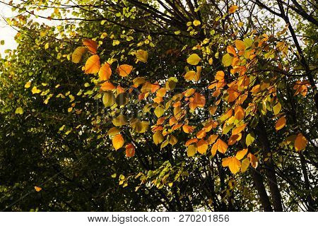 Yellow And Orange Colored Fall Leaves Of A Tree