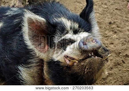 Older Male Husum Red Pied Pig Smiling Into The Camera