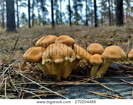 Group Of Brown Mushrooms Spotted In The Forest During A Walk