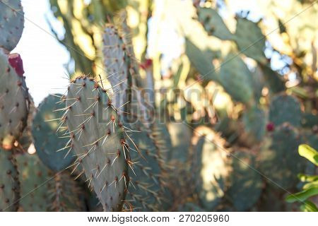 A Cactus Flower In Natural Conditions. Sacculents. Close-up