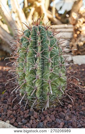 A Cactus Flower In Natural Conditions. Sacculents. Close-up
