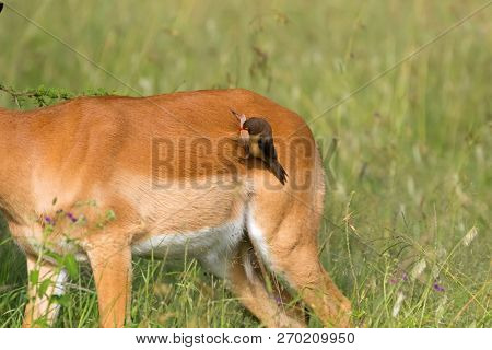Red-billed oxpecker African bird pulling fur of female Impala 