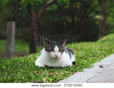 Cute Cat In Ourdoor Park Beautiful Kitty
