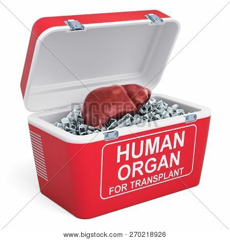 Human Liver Inside Portable Fridge For Transporting Donor Organs, 3d Rendering Isolated On White Bac