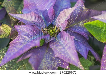Close-up Of Bright Purple Poinsettia Flower, Aka Christmas Star (euphorbia Pulcherrima), With Gold S