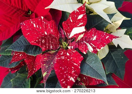 Close-up Of  Bright Red And White Poinsettia Flower, Aka Christmas Star (euphorbia Pulcherrima), Wit