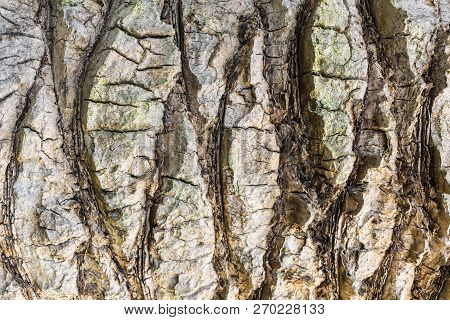 The Bark Of Palm Tree Texture. Background Bark Closeup. Stock Image.