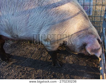 Mature Big Pink Piggy, Hoofed Mammal, Close-up