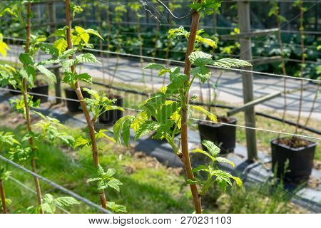 Indoor Bio Farming In Netherlands, Greenhouse With Rows Of Cultivated Black Currant Plants In Spring