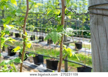 Indoor Bio Farming In Netherlands, Greenhouse With Rows Of Cultivated Black Currant Plants In Spring
