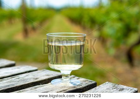Dutch Winery, White Wine Tasting On Vineyard In Brabant On Outside Terrace
