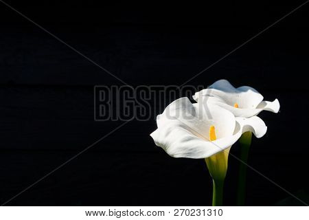 Condolence Card With White Flowerf Of Calla Lily Plant On Black Background, Dark Key Concept, Copy S