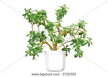 Blumentopf