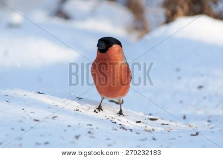 Eurasian Bullfinch (pyrrhula Pyrrhula) Stands On Snow Covered With Husks Of Sunflower Seeds.