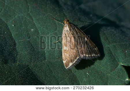 Moth (loxostege Sticticalis) Sits On A Green Leaf (macro).