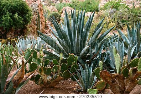 Century Plant And Prickly Pear Opuntieae Opuntia In The Sonora Desert