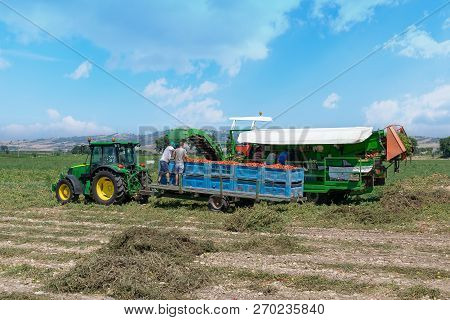 People Harvest Tomato. Harvester Collects Tomatoes In Plastic Boxes On A Tractor. Stock Image.