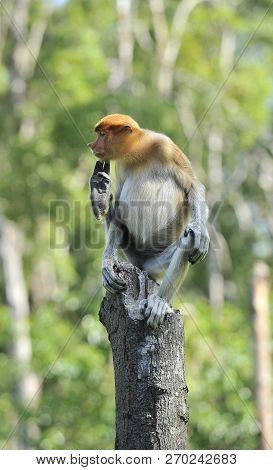 Proboscis Monkey Or Nasalis Larvatus At Borneo