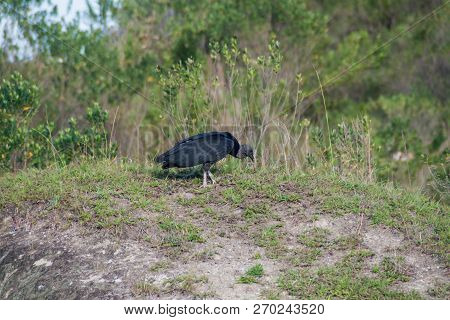 Black Vulture Coragyps Atratus In Cauca Region Of Colombia