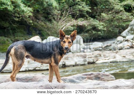 Dog Stays At El Estrecho, Narrows Of River Magdalena In Colombia