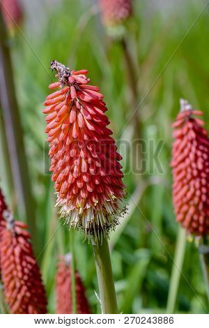Flower Of The Torch Lily In Summer, Kniphofia, Kniphofia Pumila