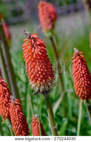 Flower Of The Torch Lily In Summer, Kniphofia, Kniphofia Pumila