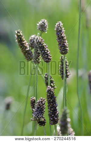 Narrowleaf Plantain, Plantago Lanceolata, Bavaria, Germany, Europe