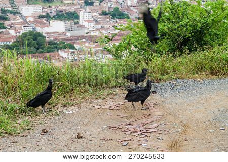 Black Vulture Coragyps Atratus Near San Gil, Colombia
