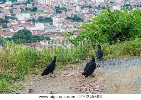 Black Vulture Coragyps Atratus Near San Gil, Colombia
