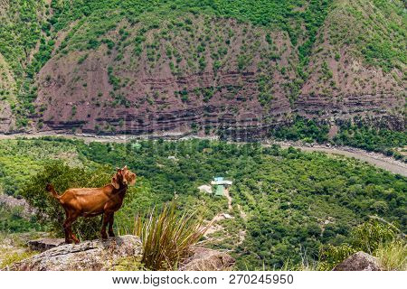 Goat Overlooking The Canyon Of River Chicamocha In Colombia