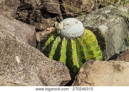 Cactus In Chicamocha River Canyon In Colombia