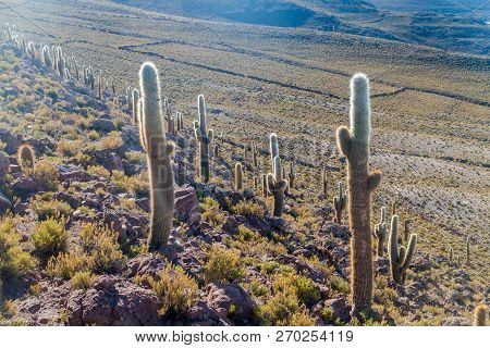 Group Of Huge Trichoreus Cactii On A Hill In The Surroundings Of Salar De Uyuni Salt Flat, Bolivia