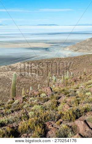 Group Of Huge Trichoreus Cactii On A Hill In The Surroundings Of Salar De Uyuni Salt Flat, Bolivia