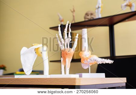 Hands Plastic Anatomy Physiology Model A Bones In Hospital