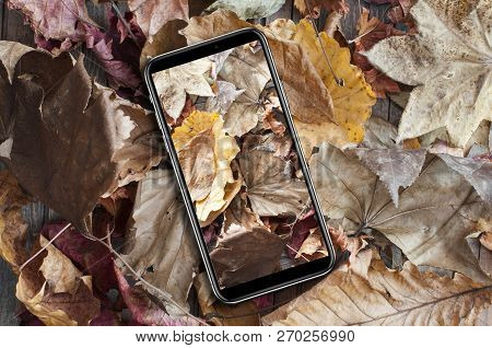Cell Phone With Photo Of Dry Fall Leaves