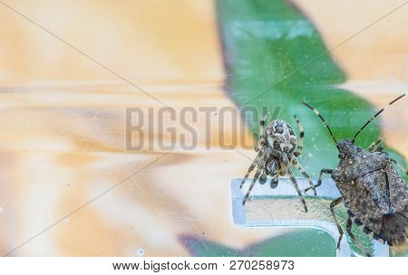 Male Larinioides Sclopetarius (bridge Spider) And Hardback Beetle In Plastic Bug Box With Green Leaf