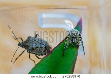 Head On View Of Male Larinioides Sclopetarius Spider On Green Leaf With Hardback Beetle In Backgroun