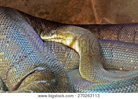 Macklot's Python Or Freckled Python In The Cave